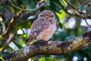 Little owl sitting on jungle tree branch