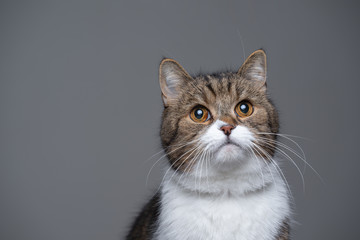 studio portrait of a cute tabby white british shorthair cat looking up with copy space