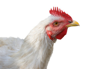 closeup chicken isolated on a white background