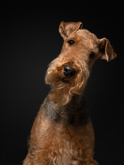 Airedale Terrier on a black background. pet profile portrait in studio light © Anna Averianova