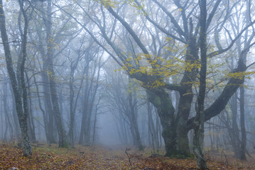 forest in a blue mist, wet autumn outdoor scene
