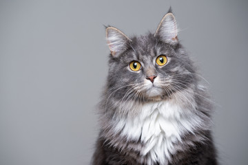 studio portrait of a cute gray white fluffy maine coon longhair cat tilting head looking at camera...
