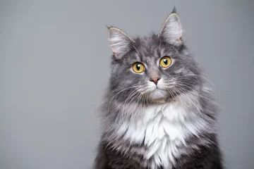 Poster studio portrait of a cute gray white fluffy maine coon longhair cat tilting head looking at camera with copy space © FurryFritz