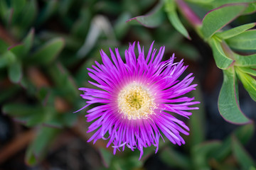 Violet flower in nature, green
