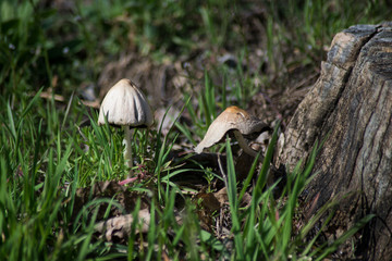 Closeup of white mushrooms near tree trunk in a meadow