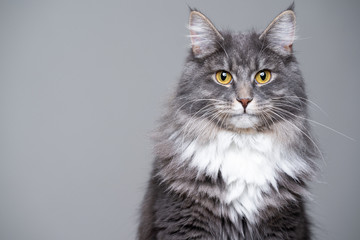 studio portrait of a cute gray white fluffy maine coon longhair cat looking at camera with copy...