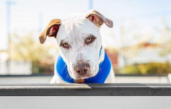Adorable pitbull pet dog looking at the camera from a pickup truck