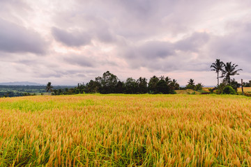 Rise terraces with coconut palms and cloudy sky in Bali