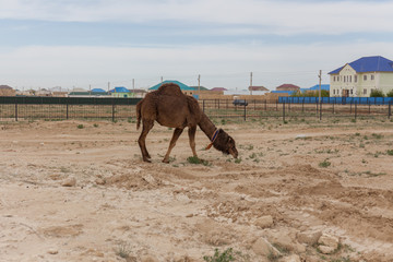 Camel walking near the village in the Ustyurt Plateau. District of Boszhir. The bottom of a dry ocean Tethys. Rocky remnants. Kazakhstan