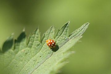 Obraz premium orange à points blancs