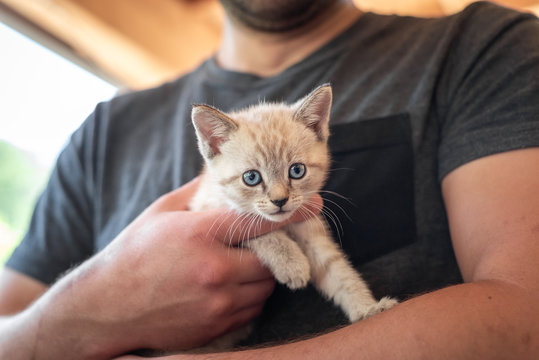 A Young Man Holding A Small, Rescued Feral Kitten