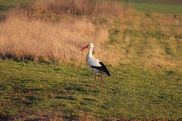 Der Storch auf der Wiede