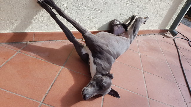 Levriero
