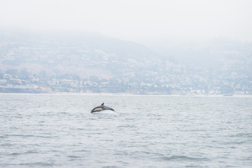 Fototapeta na wymiar A common short-beaked dolphin leaping out of the ocean in front of the Los Angeles coast in Southern California