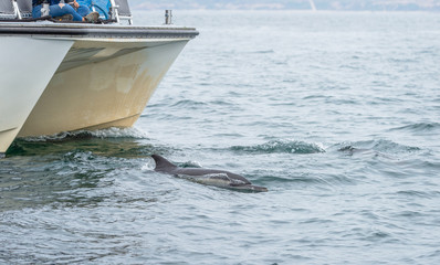 A common short-beaked dolphin swimming in front of a whale-watching tour boat
