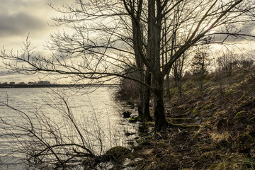 dirty lake with trees and dust in the water at sunset