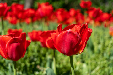 Red tulips in field spring