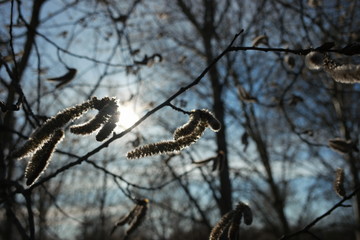  pussy willow earrings on a blurry background with colorful highlights
