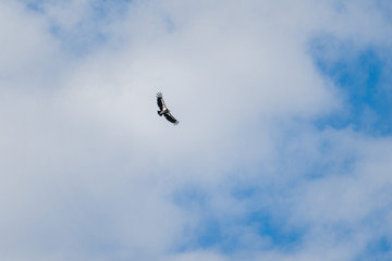 California Condor soaring against a cloudy blue sky