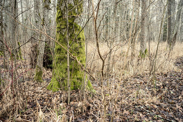 empty winter forest in winter with no snow and no tree leaves. park walkway