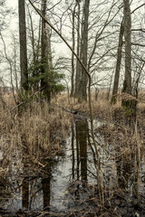 large tree trunks standing in the water on the lake shore