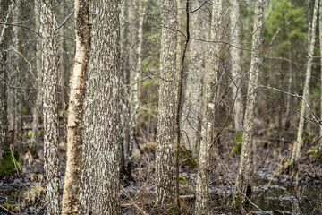 empty winter forest in winter with no snow and no tree leaves. park walkway