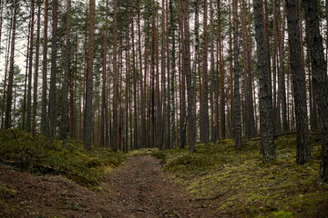 empty winter forest in winter with no snow and no tree leaves. park walkway