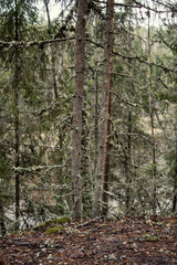 empty winter forest in winter with no snow and no tree leaves. park walkway