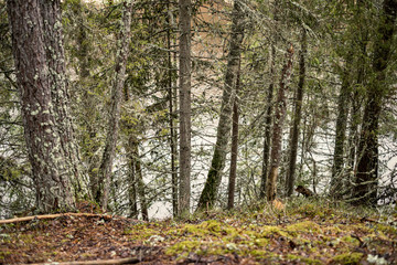 empty winter forest in winter with no snow and no tree leaves. park walkway