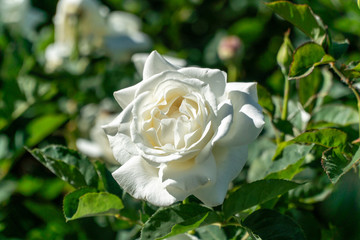 white rose over green background