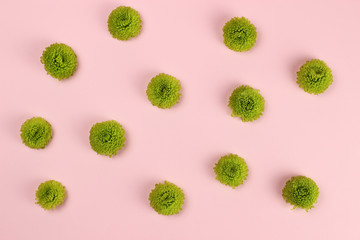 flowers green chrysanthemum Santini on a pink background, pattern, background