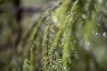 fresh green spruce tree leaves in forest