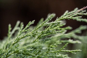 fresh green spruce tree leaves in forest