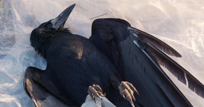Dead black crow lying on white polyethylene. Environmental pollution concept.