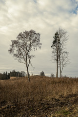 large single tree with no leaves in the middle of field