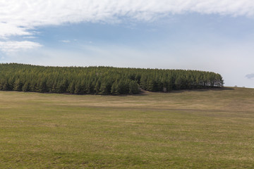 Spring nature, forest landscape. Cloudy sky, Russia