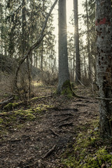 empty winter forest in winter with no snow and no tree leaves. park walkway