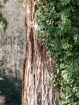Sequoiadendron giganteum | Large trunk of a giant sequoia with fibrous and furrowed reddish brown bark