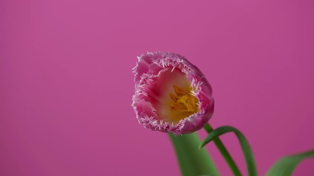 Tulip. Timelapse of bright pink colorful tulip flower blooming on pink background. Time lapse tulip bunch of spring flowers opening, close-up. Holiday bouquet. 4K video