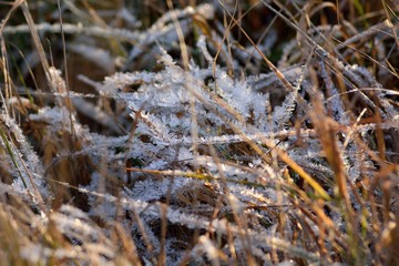 The first autumn frosts, frosty morning.