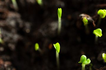 Growing basil sprouts soil with selective focus. Group small plants, macro. Concept agriculture or ecology