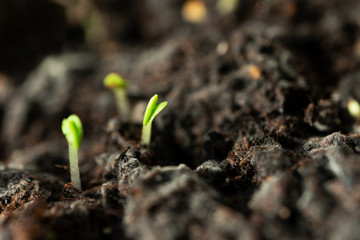 Close-up young plant. Macro nature with selective focus. Spring agriculture