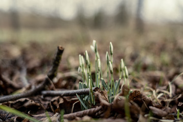 white spring flowers blooming in the field