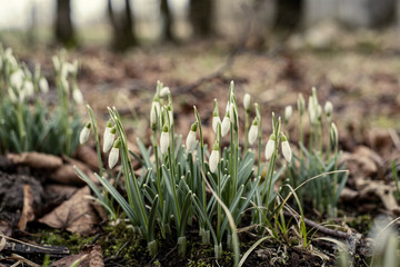 white spring flowers blooming in the field