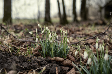 white spring flowers blooming in the field