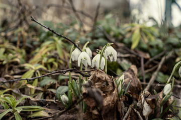 white spring flowers blooming in the field