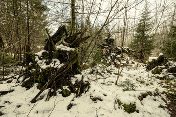 naked winter forest with trees and no snow