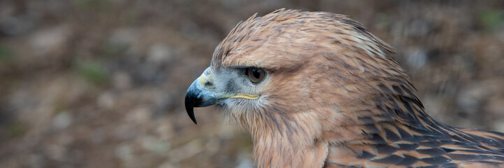 Buzzard buteo close up portrait raptor bird
