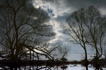 Walking through the forest