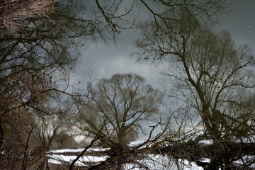 Walking through the forest